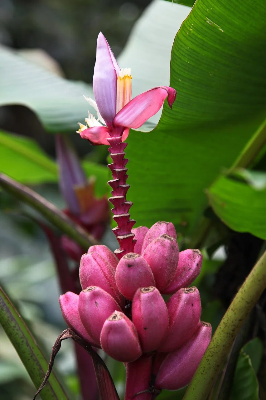 20110205_Domaine_de_Valombreuse_045.JPG