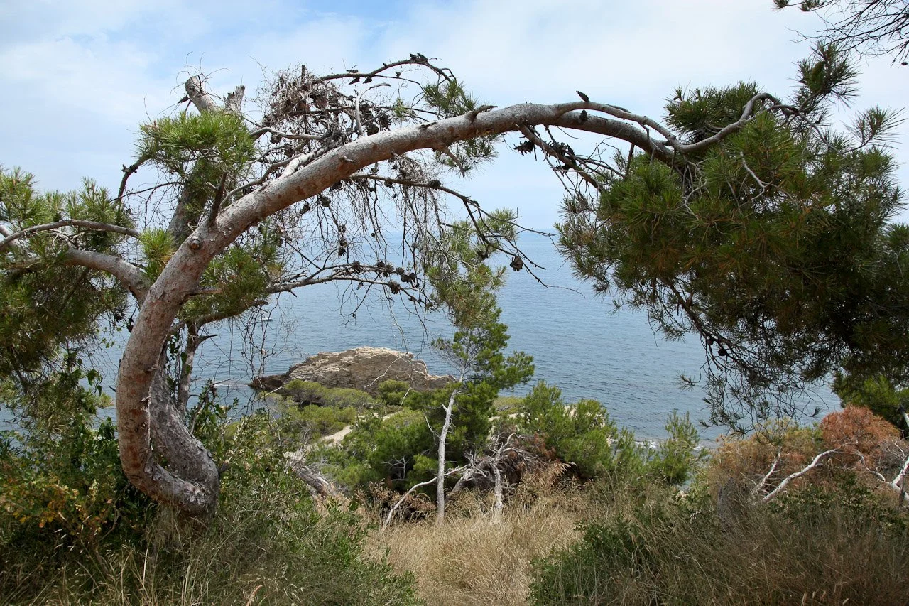 20130702_Cote_Bleue_LaRedonne_Niolon_017.JPG