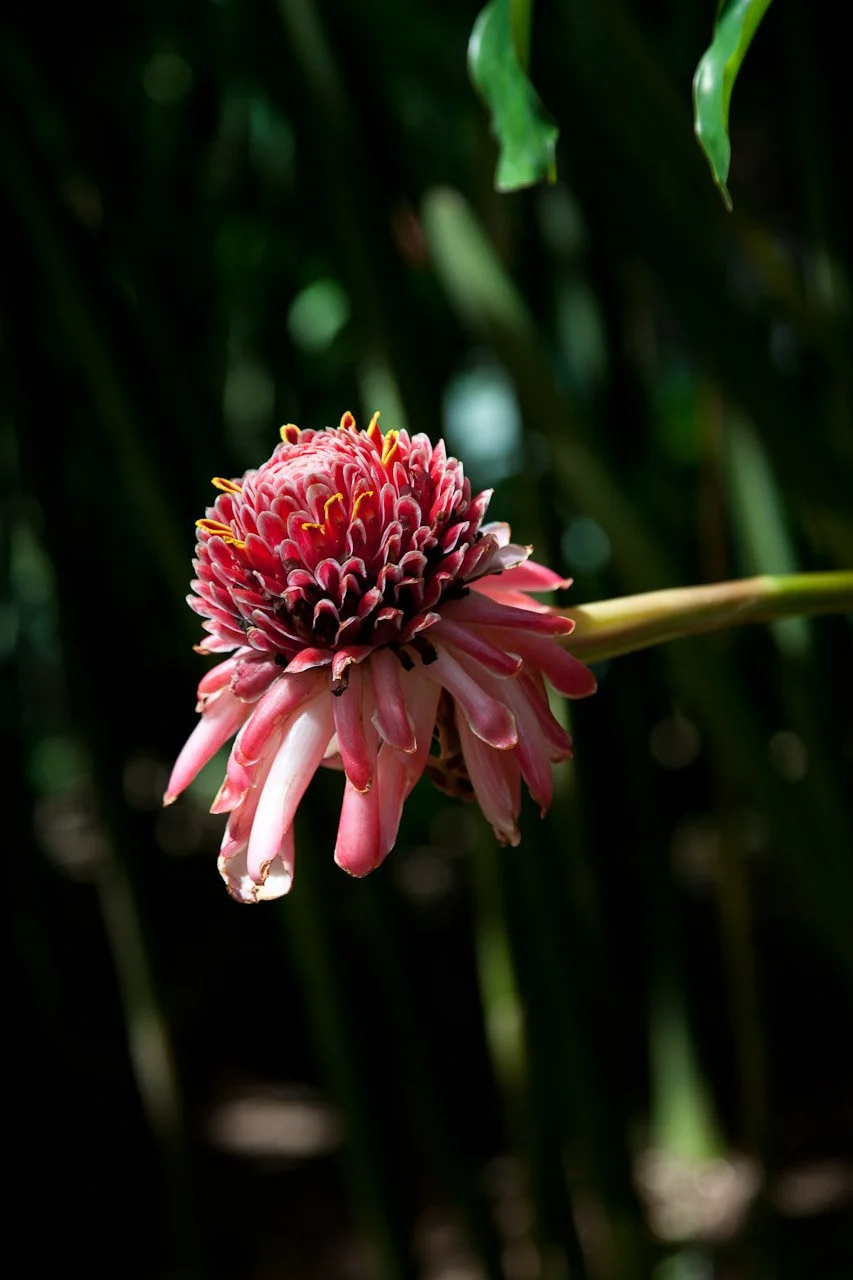 20110209_Jardin_Botanique_Deshaies_209.JPG