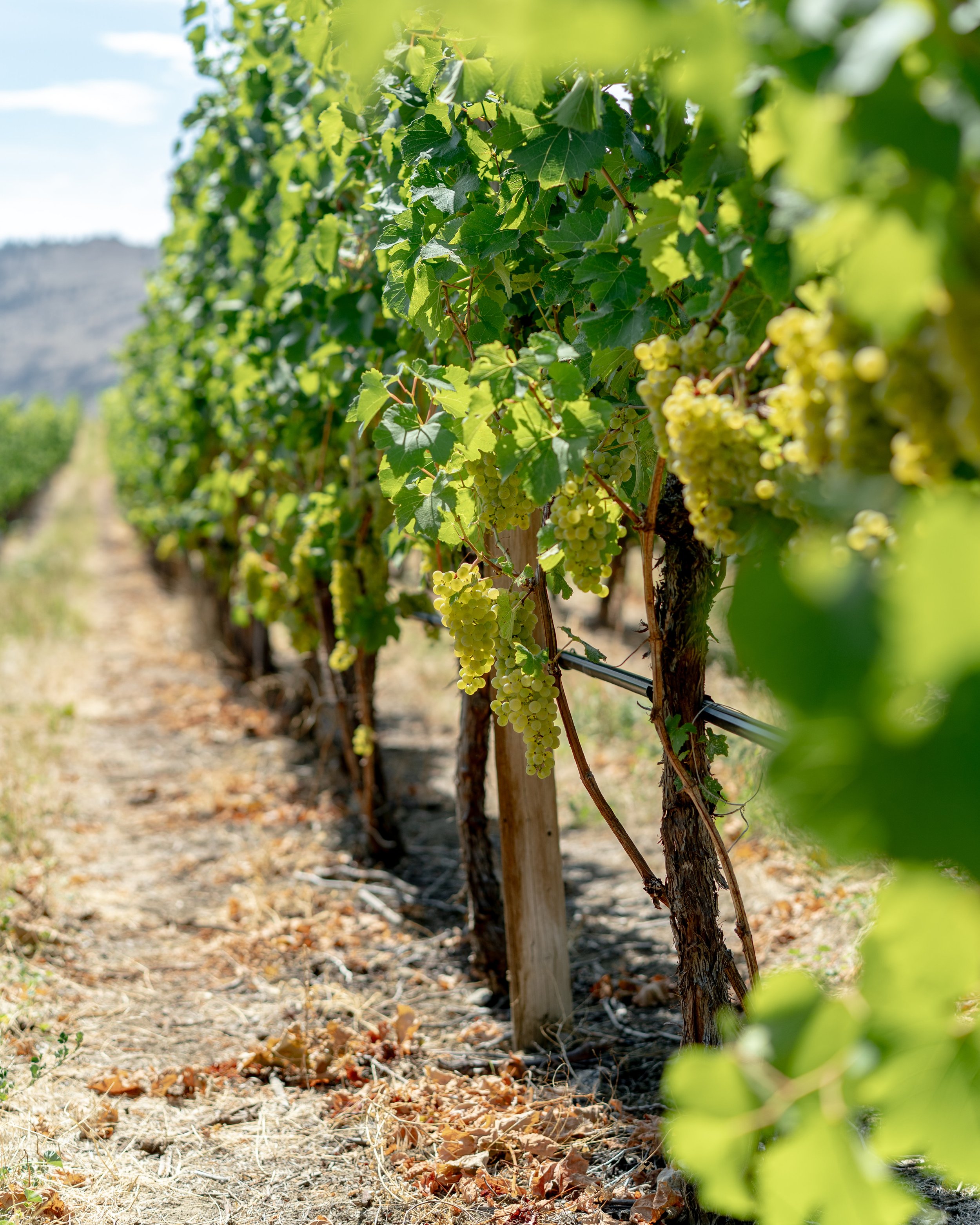 Hester Creek Wine + Food Tasting