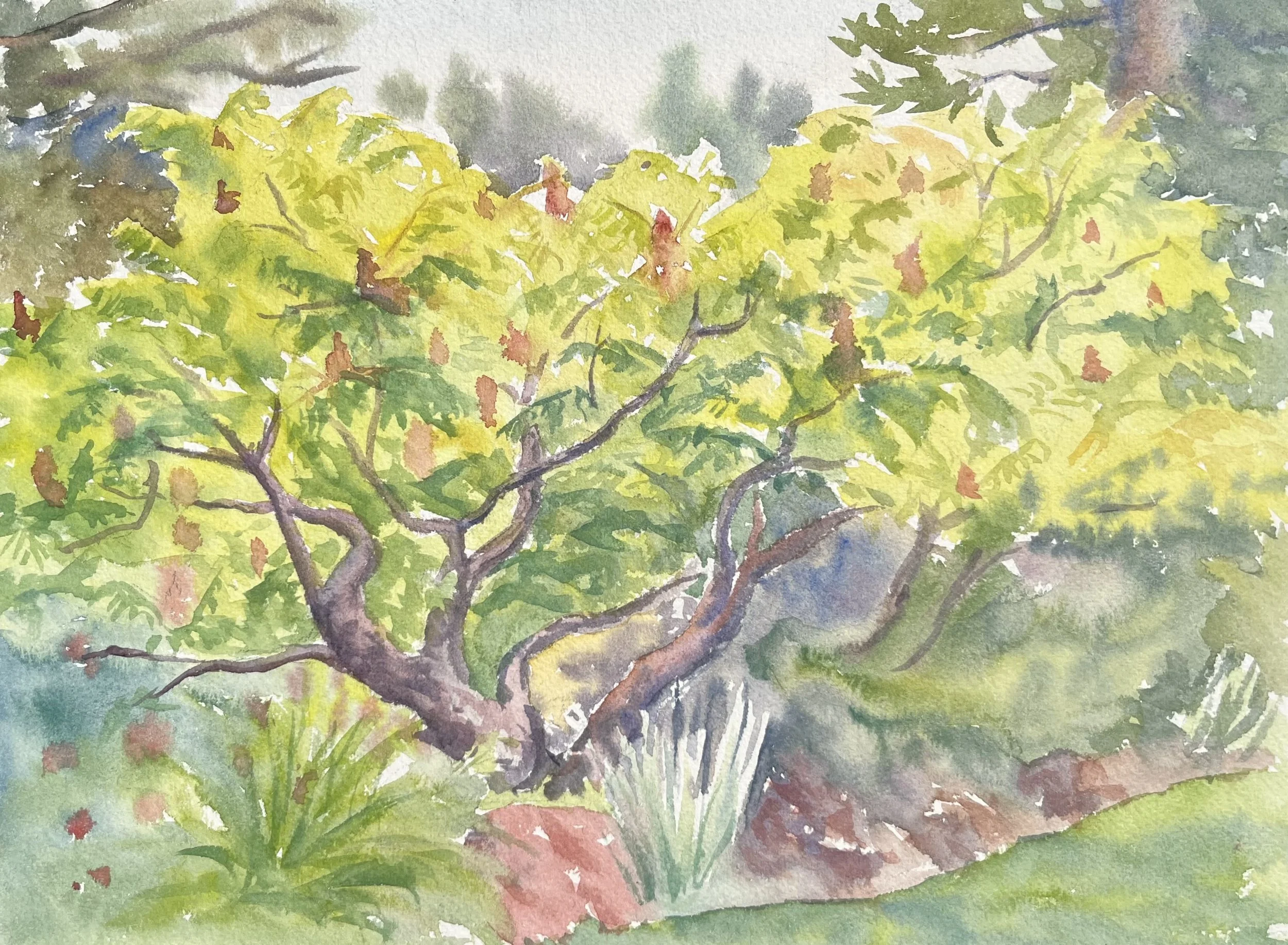 Staghorn Sumac
9"x12"