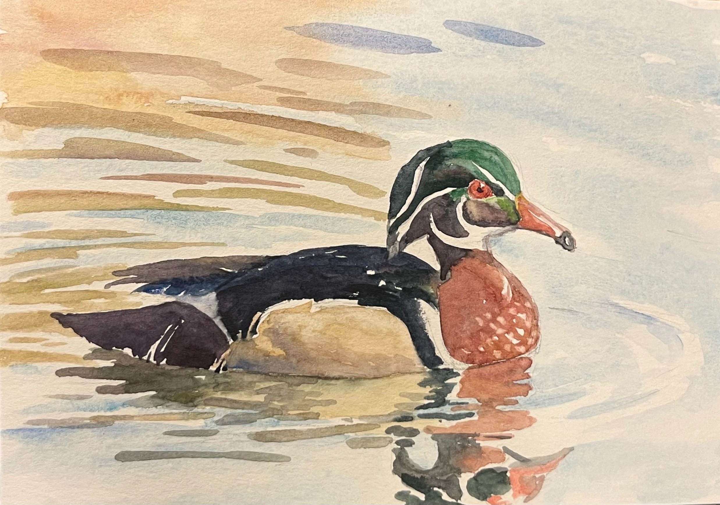 Wood Duck
5"x7"