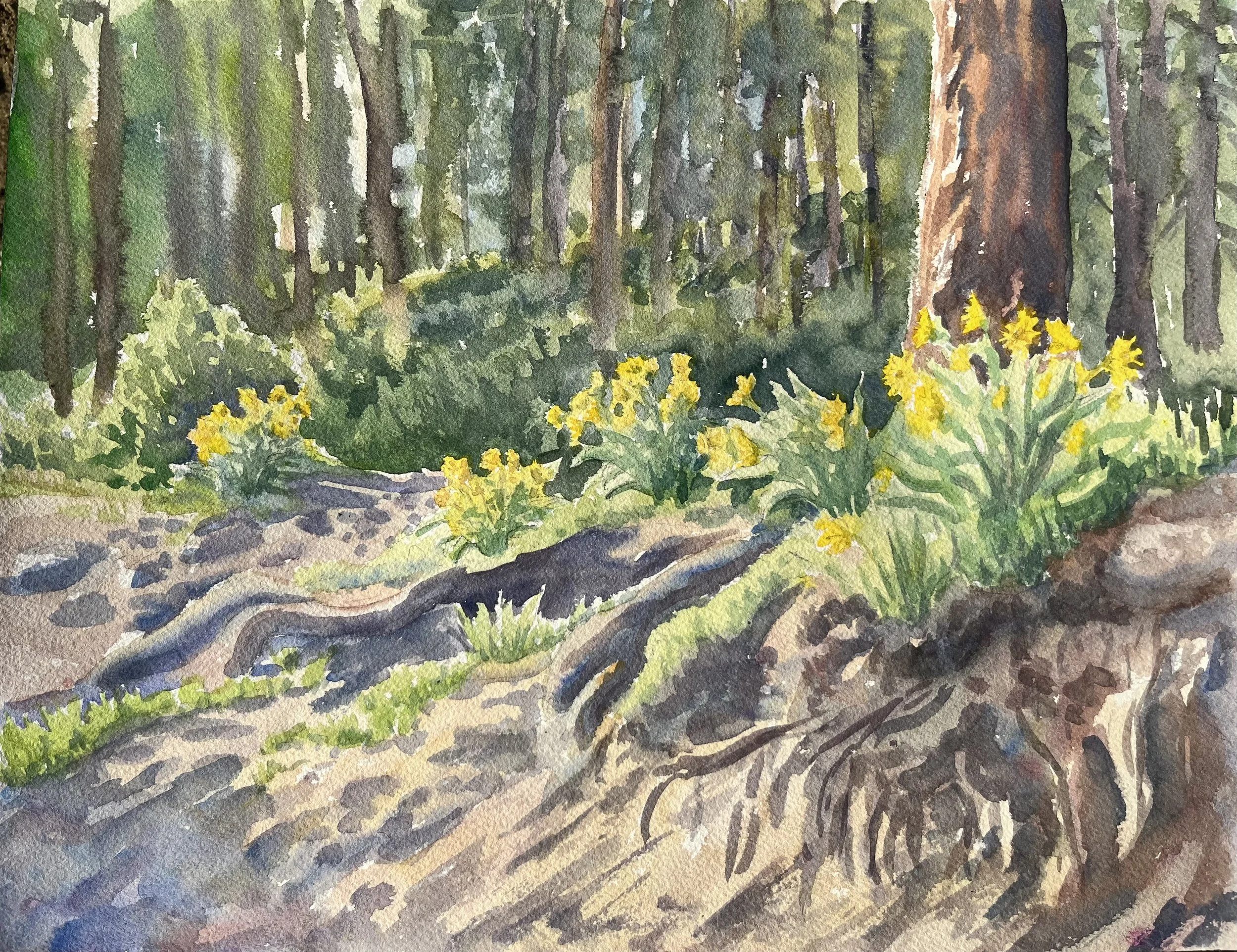 Spring Balsamroot, Spokane
11"x14"