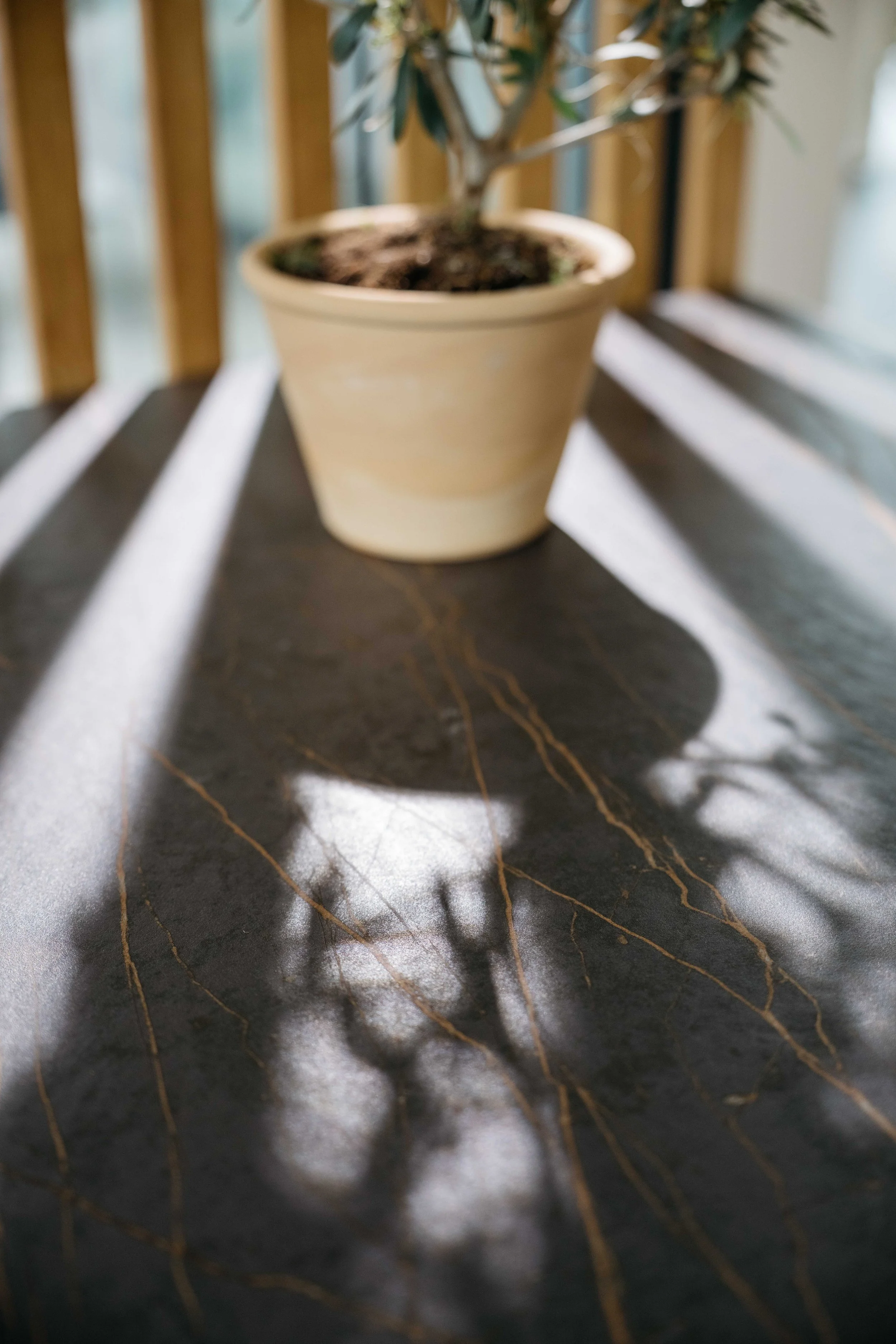 En blomkruka med en växt på ett mörkt bord som har guldglänsande ådror och där skuggor av blad projiceras.