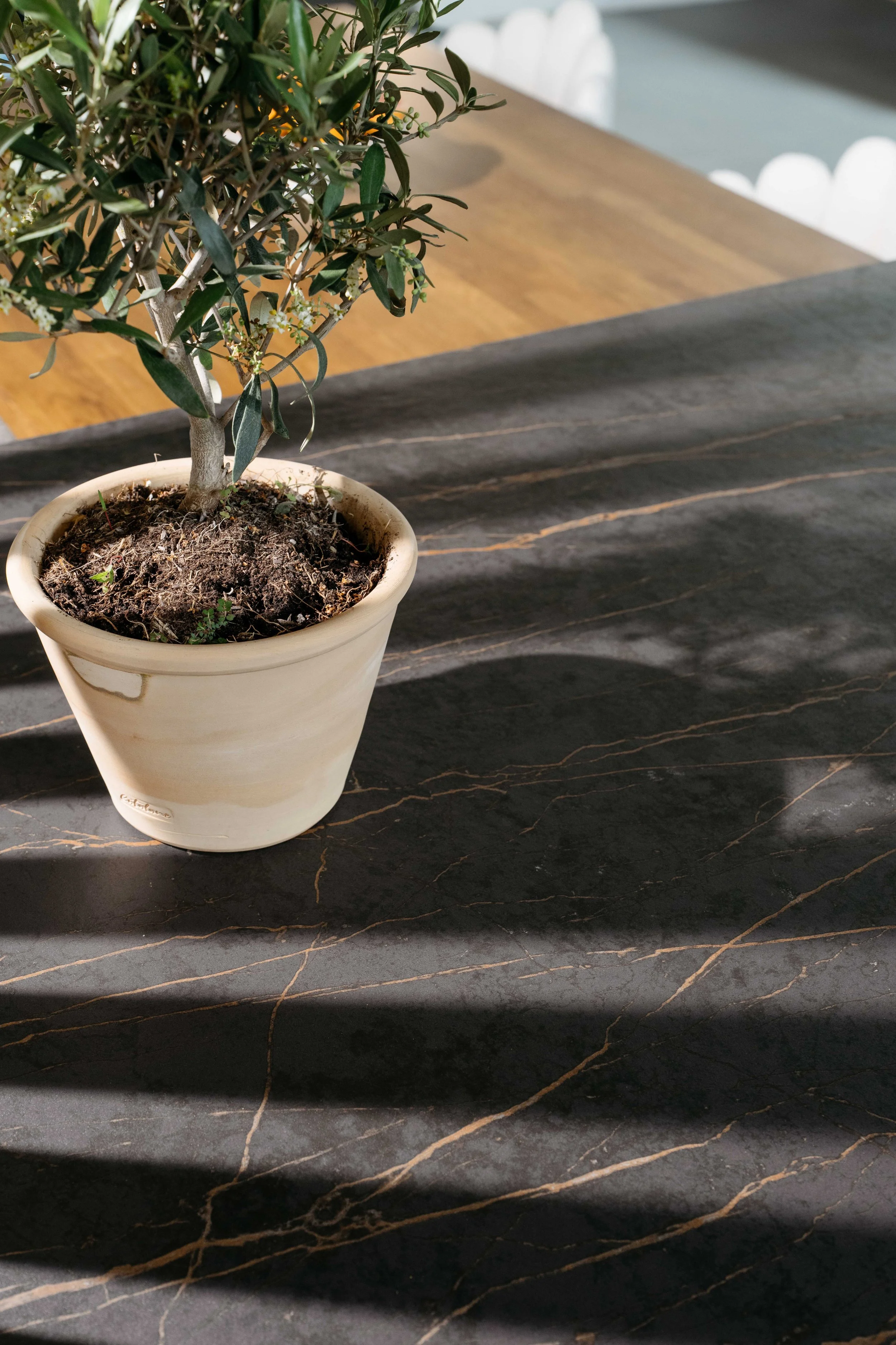 Ett växthus i en blomsteraffär med en liten olivträd i en vit kruka placeras på en mörk marmorbord.