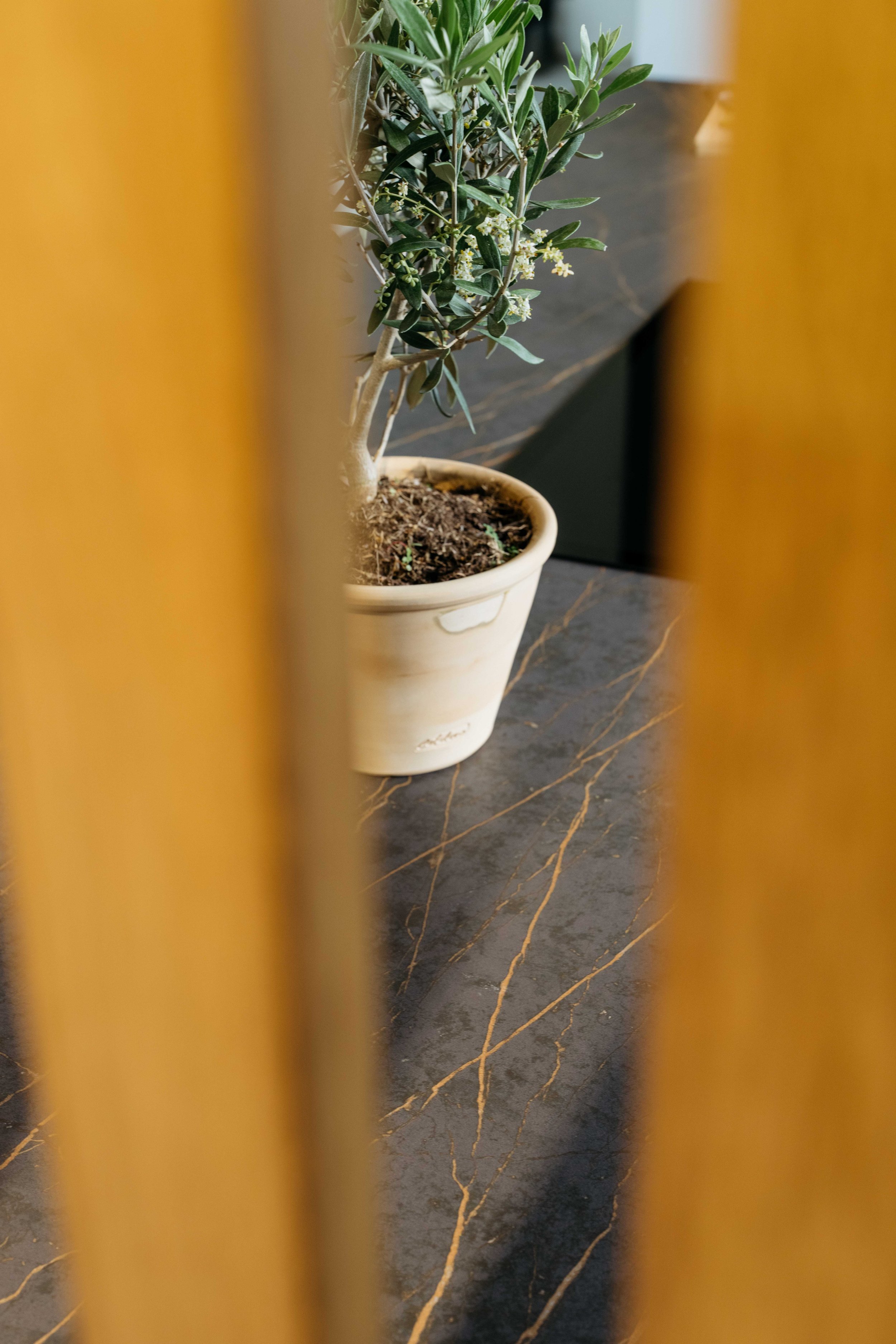 En växt i en kruka, sedd genom mellanrum av en gul vägg eller struktur. Golv med mörk yta och gulaktiga ådror.