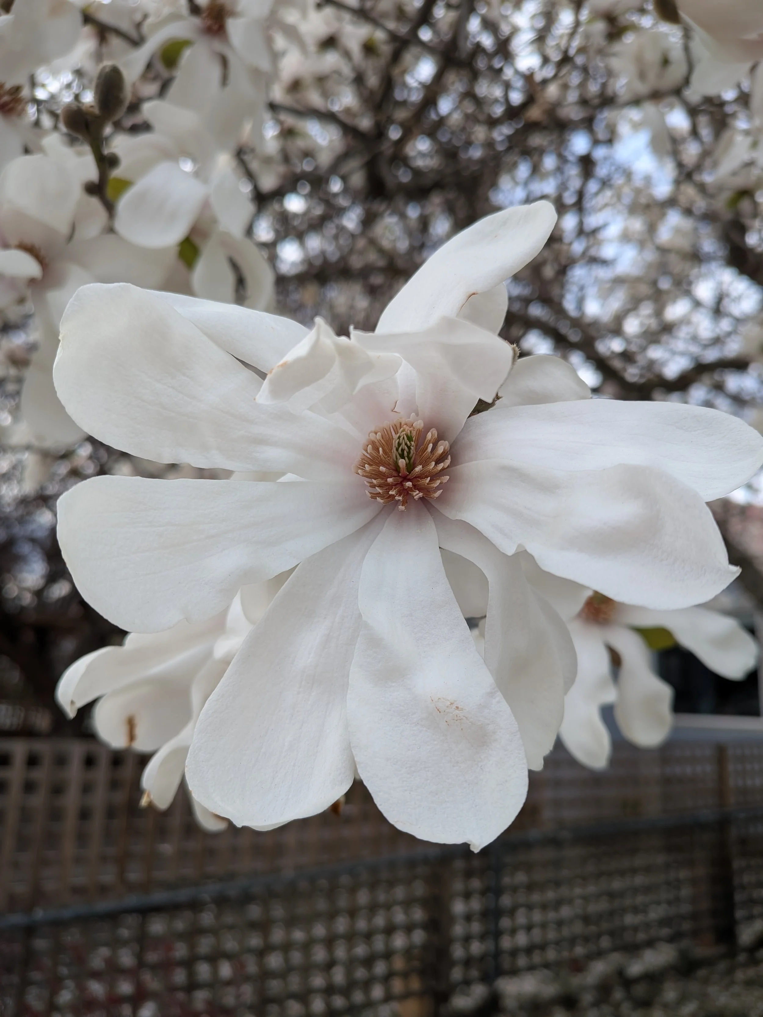Close-up of a white magnolia flower in bloom with a blurred fence and branches in the background.