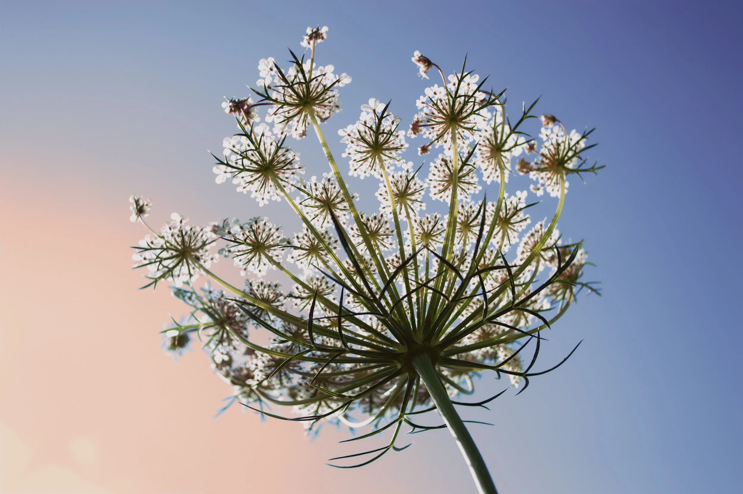 Close-up of a flowering plant with white flowers and green leaves against a sky background with gradient colors from light pink to blue.