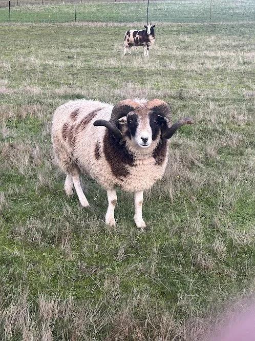 Sheep3.jpg