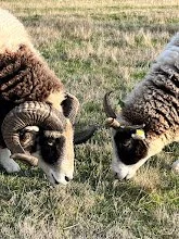 sheep1.jpg