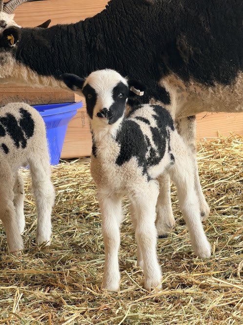Lambs2.jpg