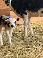 Lambs4.jpg