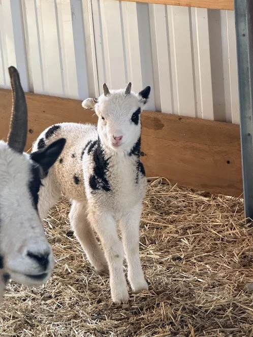 Lambs3.jpg