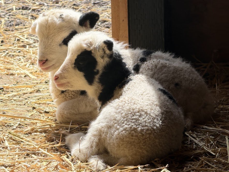 Lambs.jpg