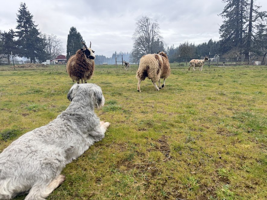 Sheep5.jpg