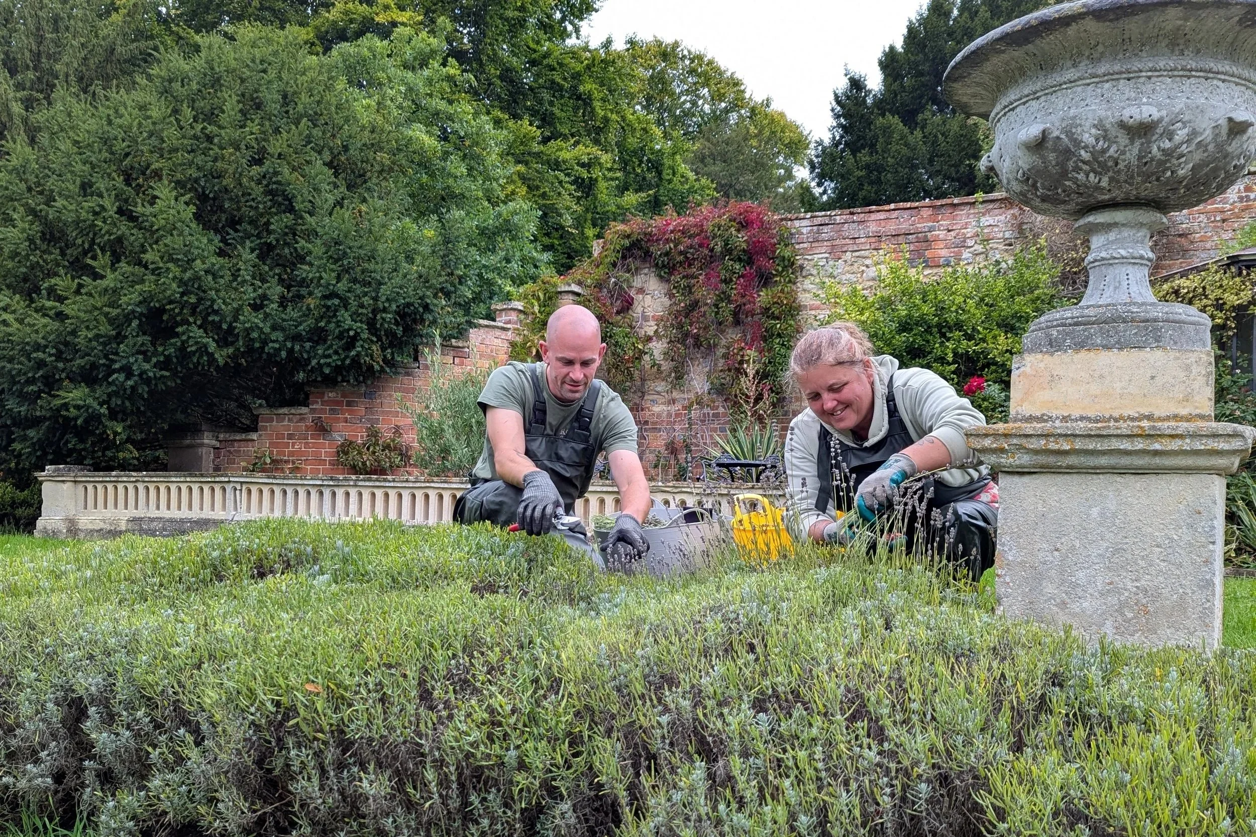 Professional gardeners maintaining a lavender hedge in a formal walled garden with a stone urn and mature planting in Oxfordshire.