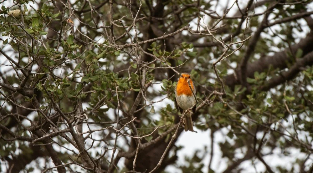 Why Winter Gardens Matter. Simple Ways to Support Wildlife This Winter
