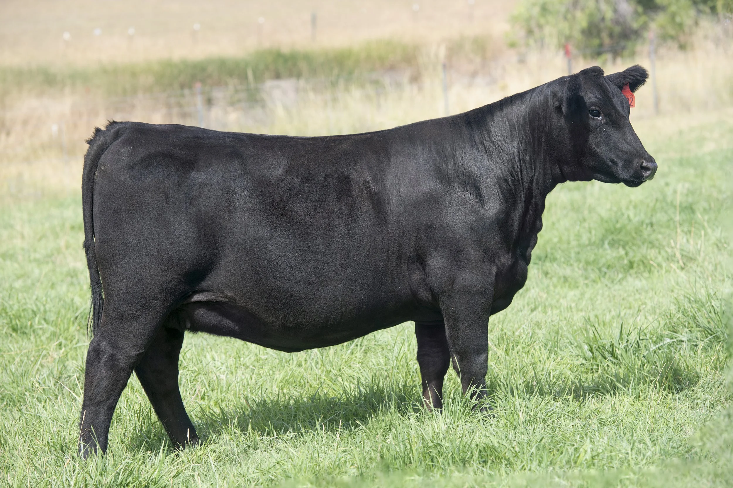 Fish Creek Donna 1102 AAA #20293750 Out of $90,000 Donna 4203 by $450,000 Coleman Bravo 6313. Available for private treaty sale.