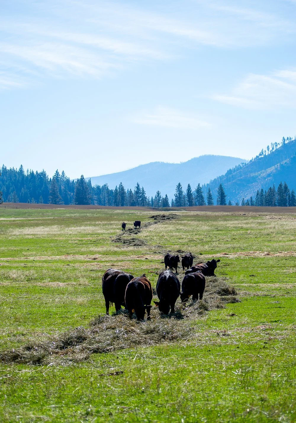 Fall22Calves-1.jpg