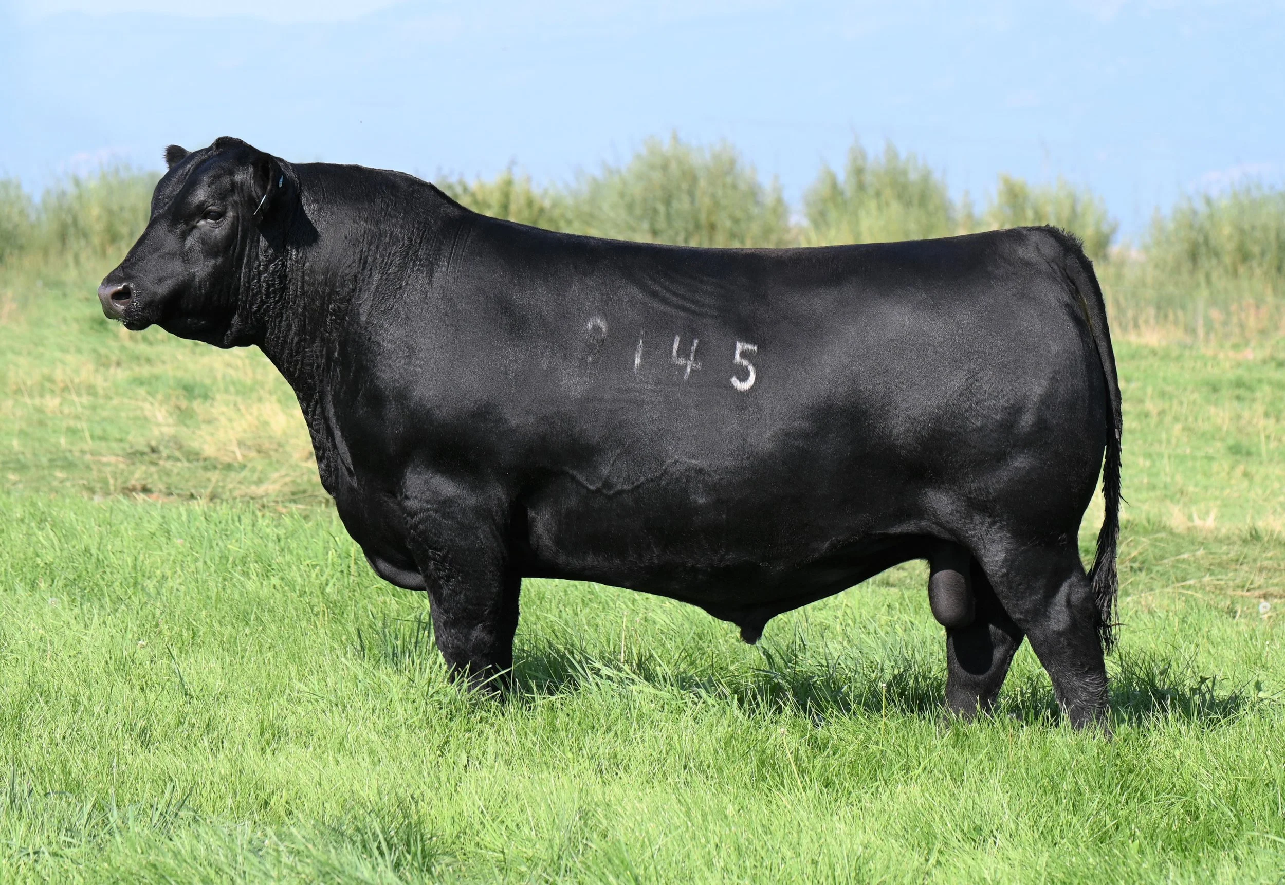 Triumph 9145
$225,000 sire to many of our 2022 calves