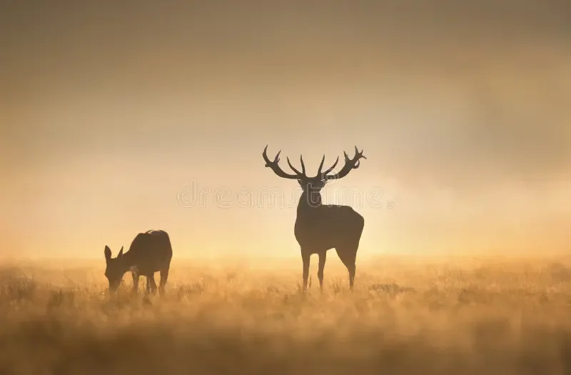 silhouette-red-deer-stag-roaring-misty-field-golden-sunrise-silhouette-red-deer-stag-roaring-misty-field-413664266.webp