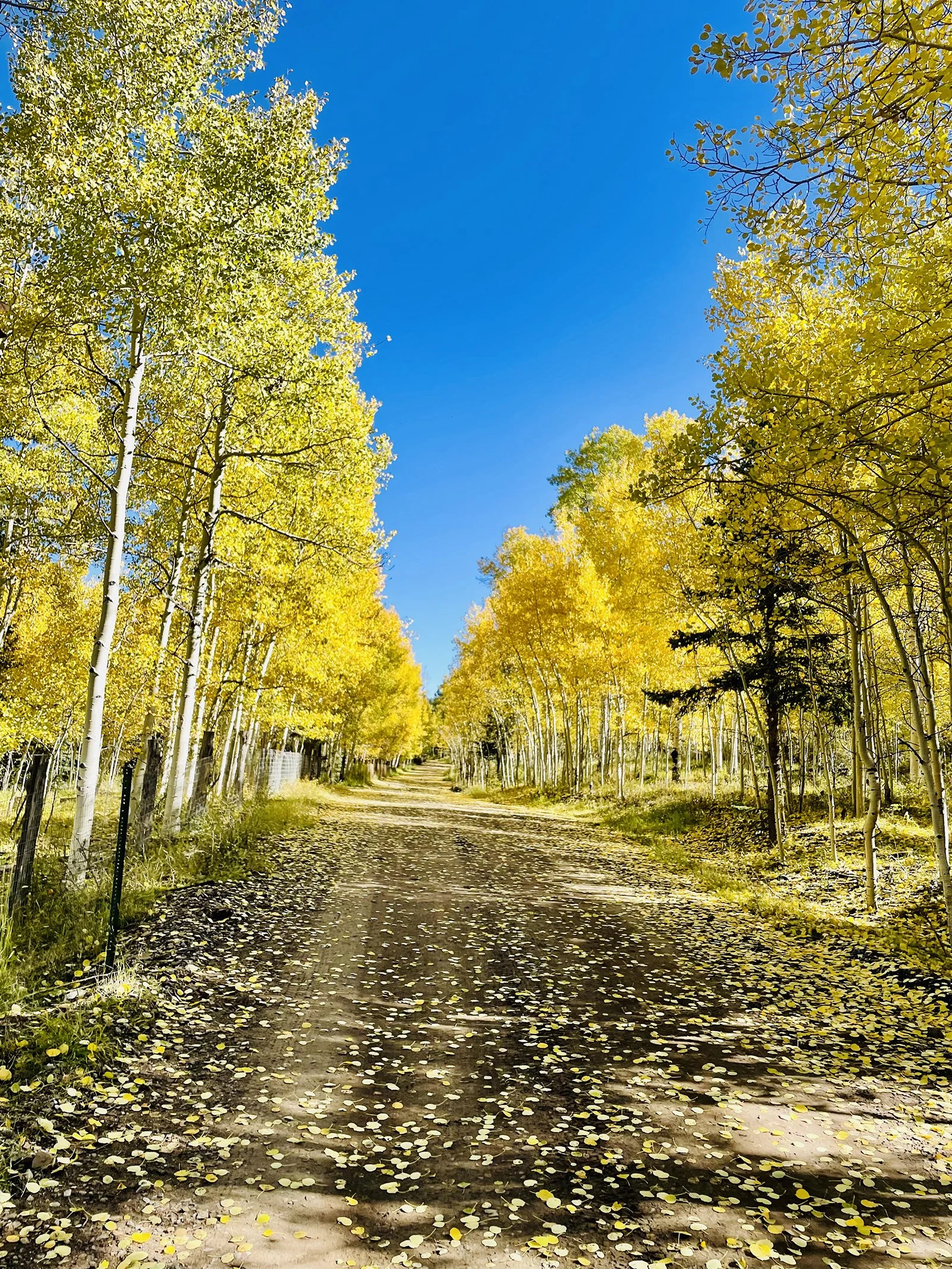 iron gate rd.jpg