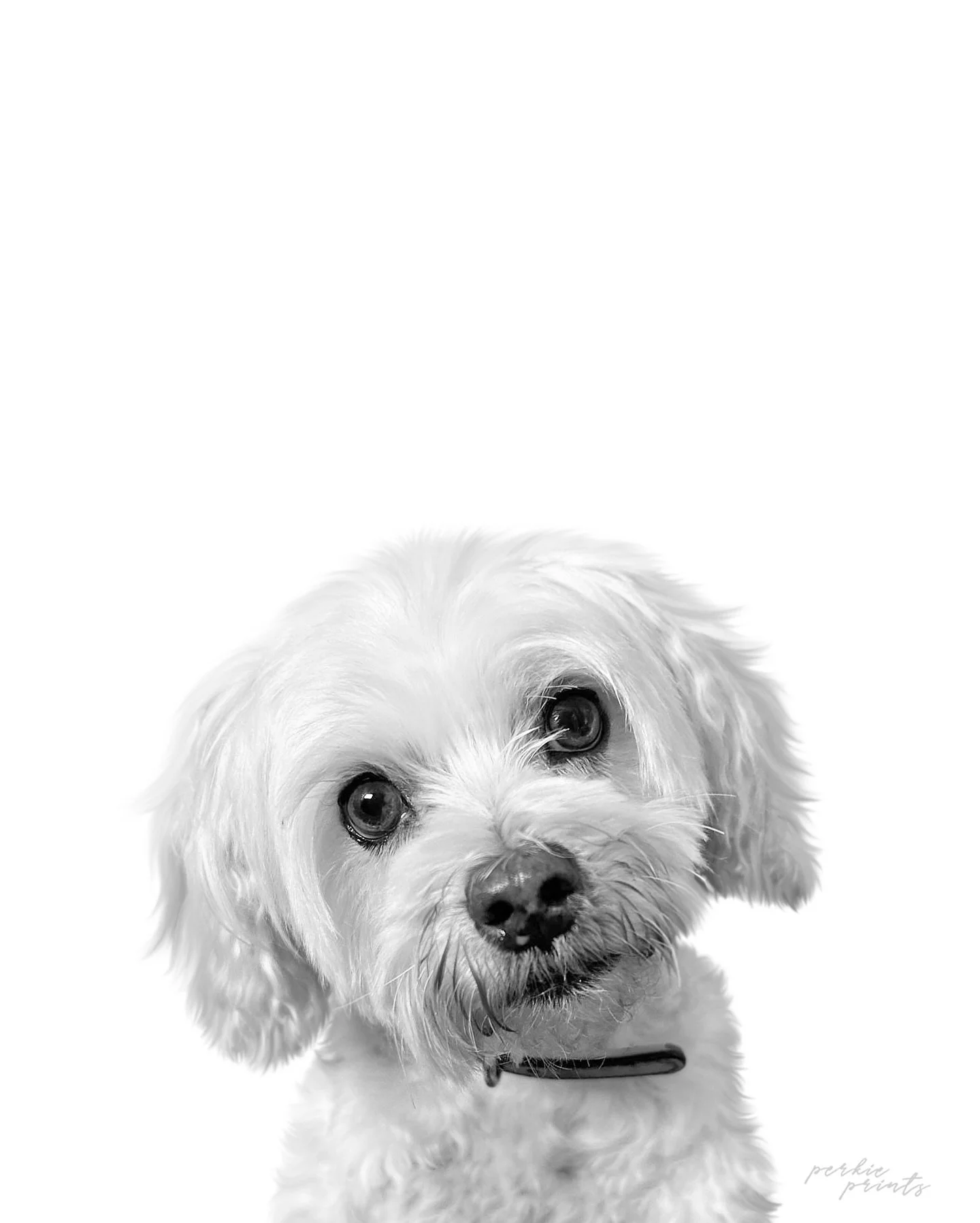 11 years 🤍 Monster was my loyal baby for his whole life; and a big chapter of mine. It was just the two of us most of those years. He was such a mama&rsquo;s boy; the biggest cuddle bug who just wanted to be next to or on top of me. It&rsquo;s been 
