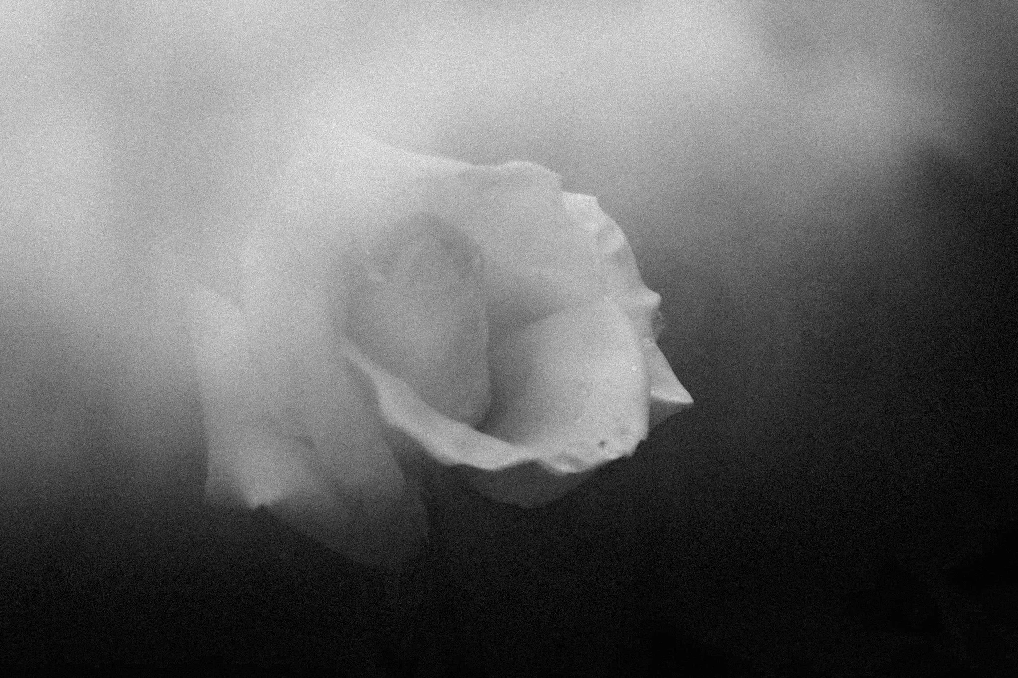 Floral Prints Coming Soon