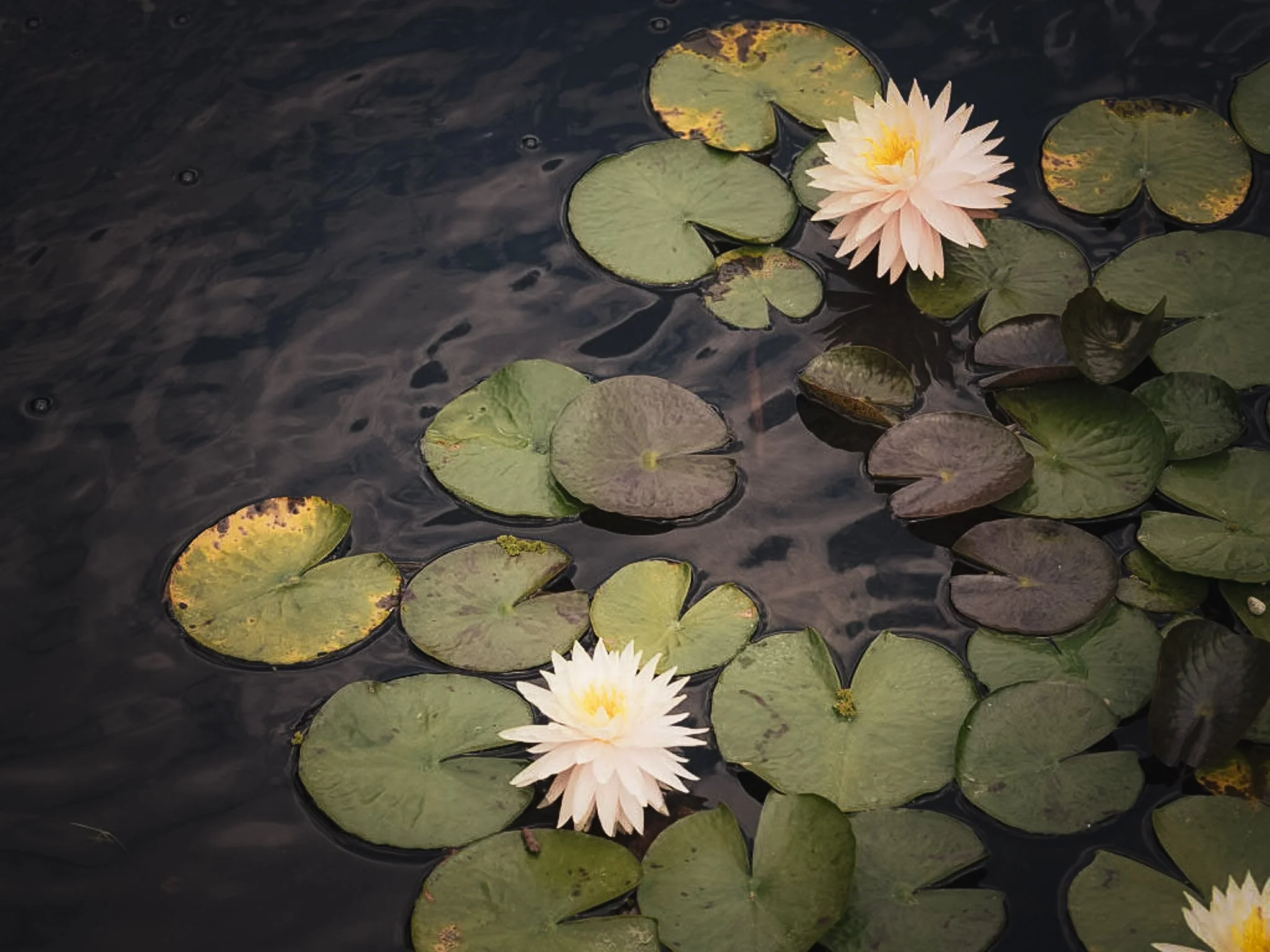 Goodia.Mindful.Photo-21.jpg