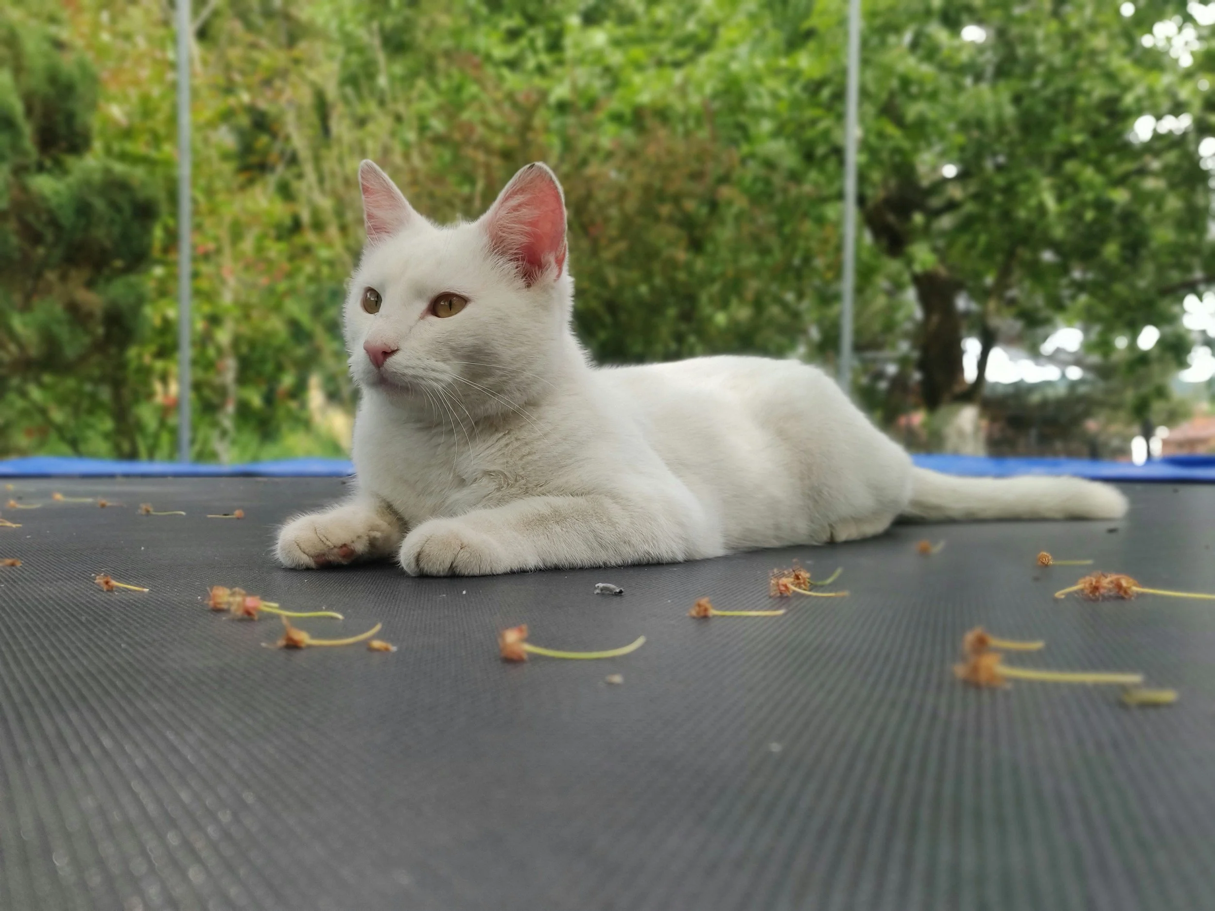 A white cat with yellow eyes lying on a trampoline with small dried plant pieces scattered around, surrounded by green trees in the background.