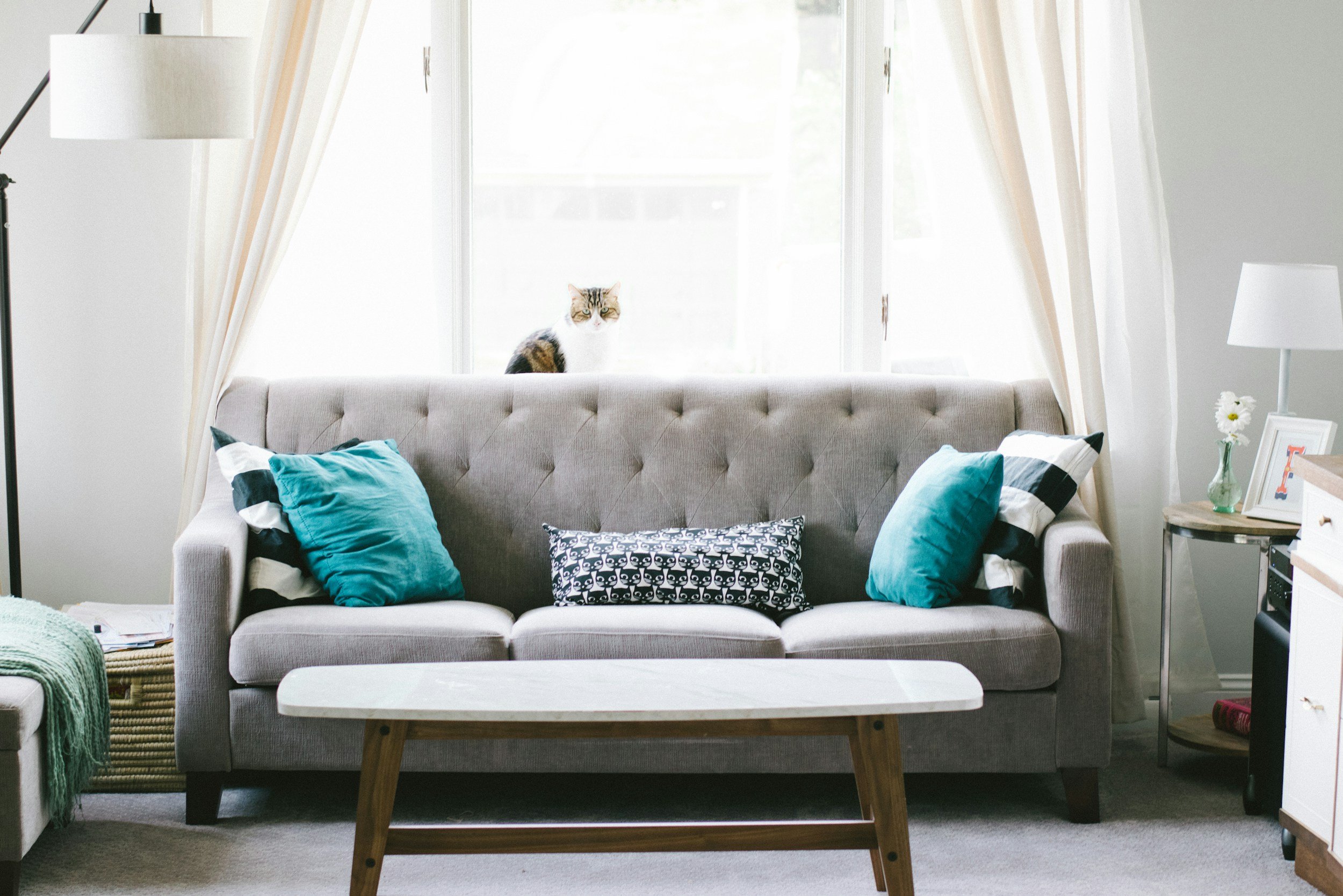 Living room with gray tufted sofa adorned with blue, black and white pillows, small white coffee table, side table with lamp, framed photos, and flower vase, with a cat sitting on the window ledge behind the sofa.