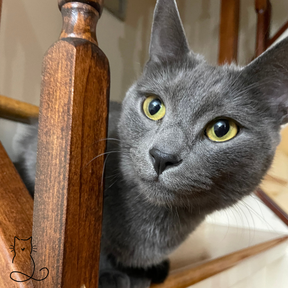 Gray cat relaxed on windowsill during Happy Cats Concierge visit in Reston