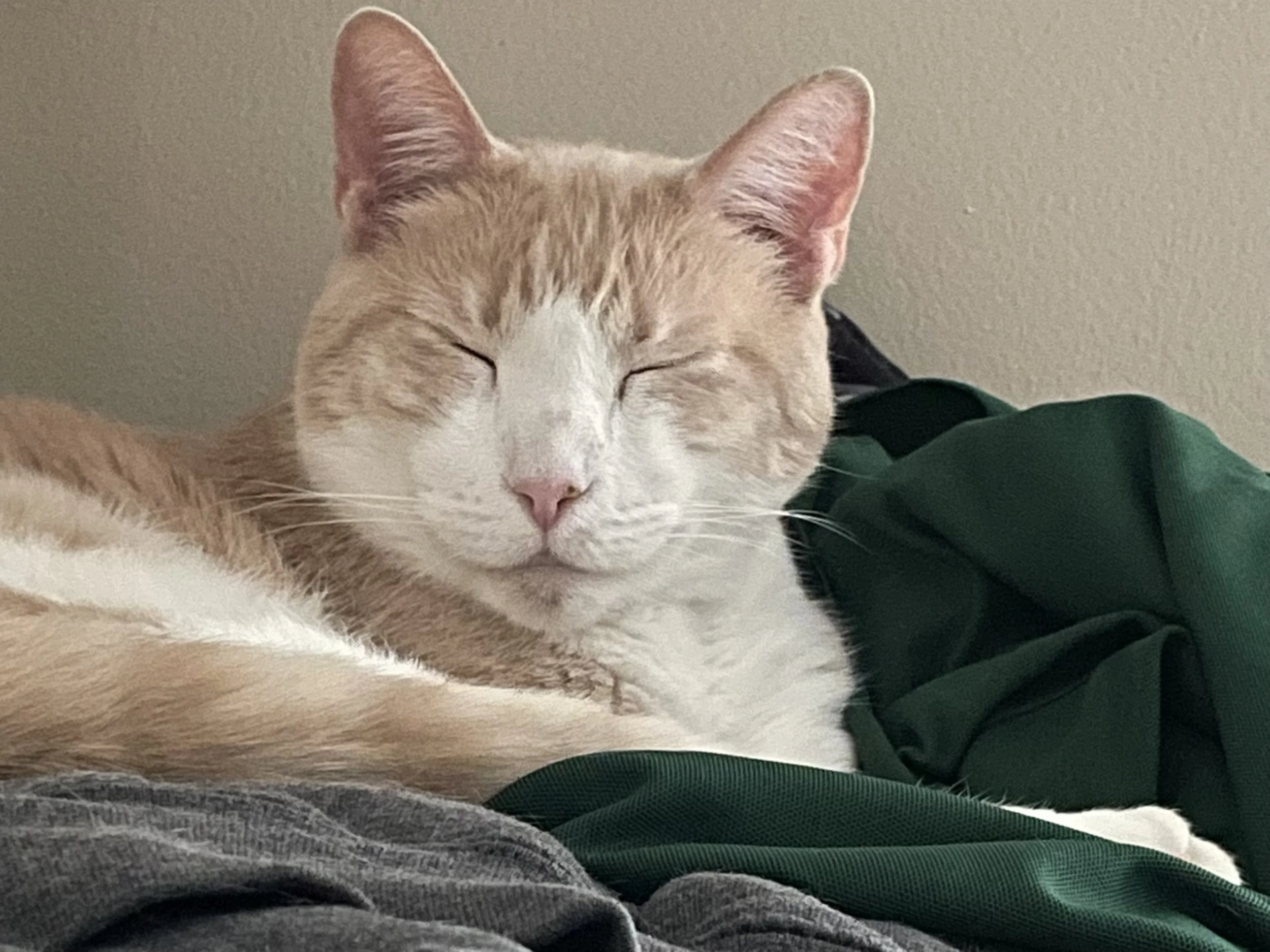 Sleeping orange and white cat with a smile on its face.