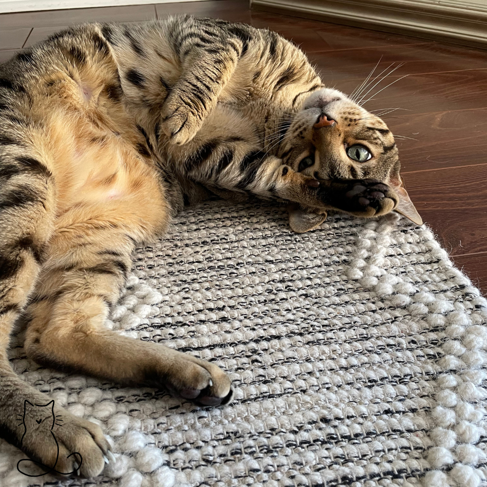 Bengal cat showing belly to trusted Herndon cat sitter from Happy Cats Concierge