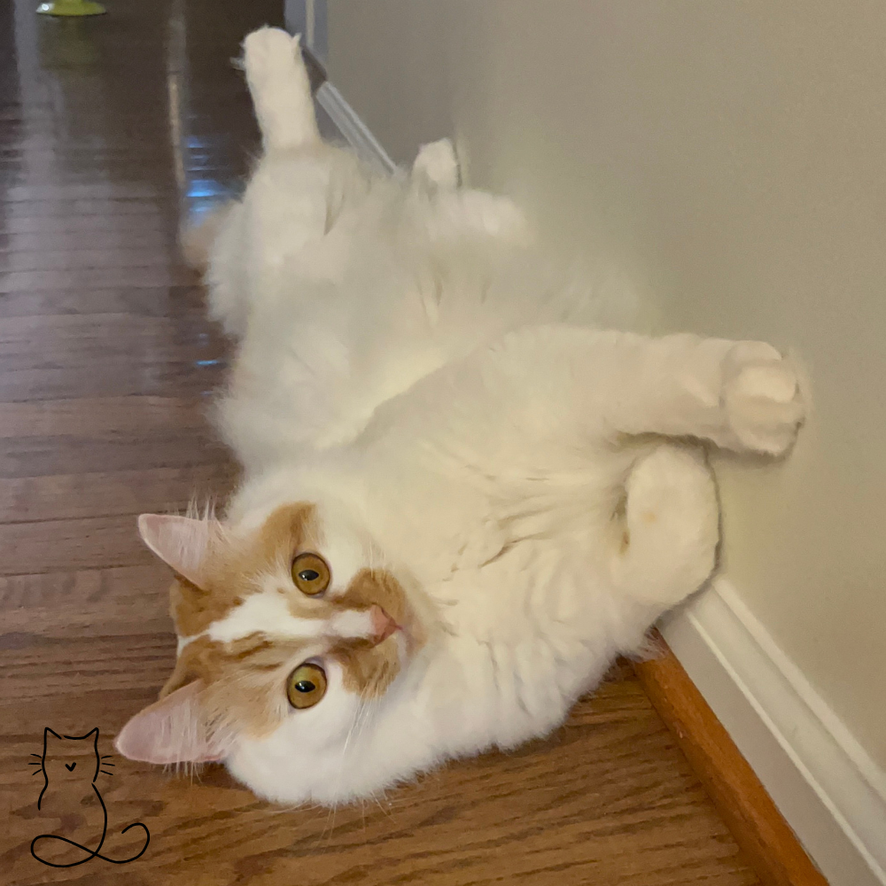 Orange and white cat laying on a floor with its feet on the wall.