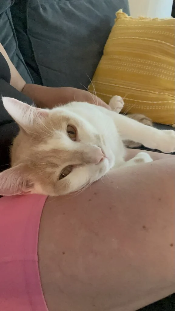 Orange and white cat falling asleep laying on a lap.