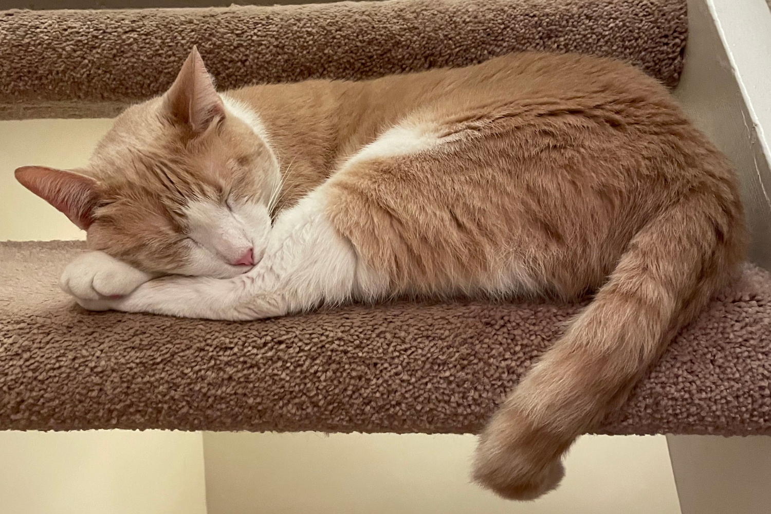 Orange and white cat sleeping peacefully on stairs during Reston cat sitting visit by Happy Cats Concierge