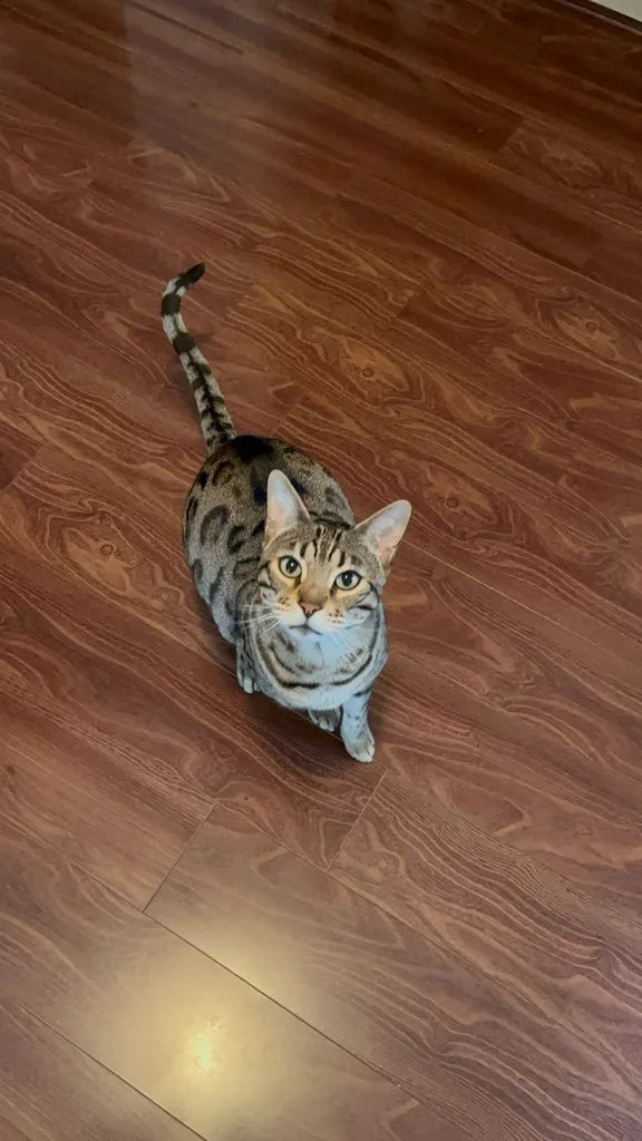 Bengal cat sitting on a hardwood floor looking up at the camera.