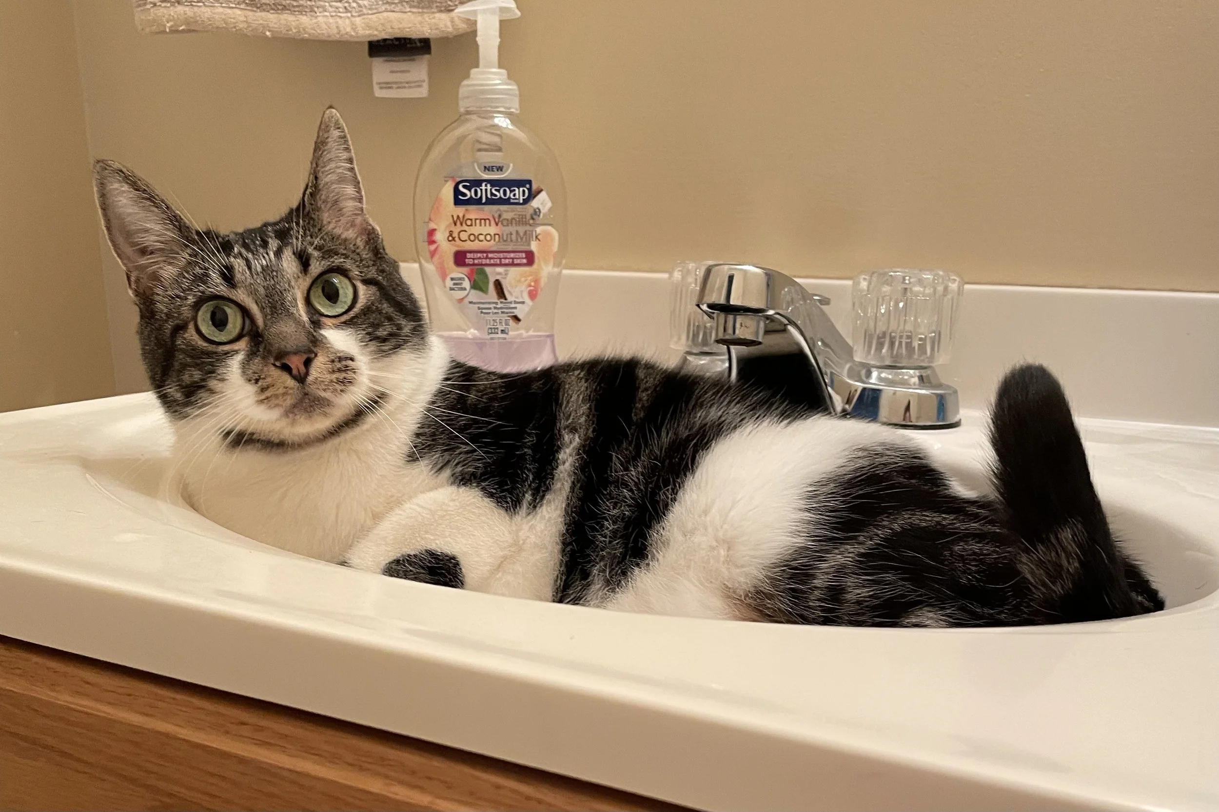 White and black cat in a bathroom sink.