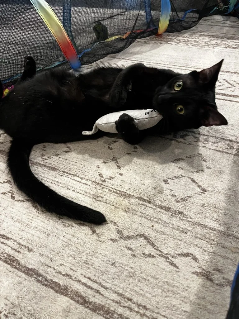 Black cat playing with a white toy on a floor.
