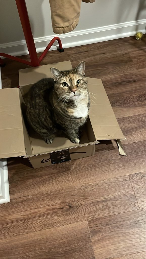 Tabby cat sitting in a box on a hardwood floor.