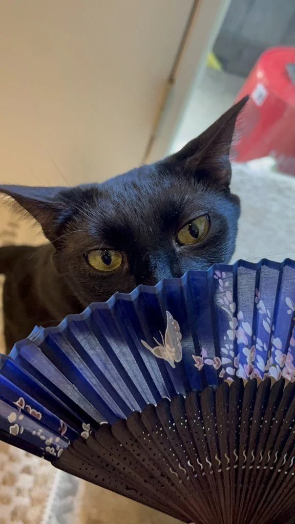 Black cat whose face is partially covered by a blue fan.