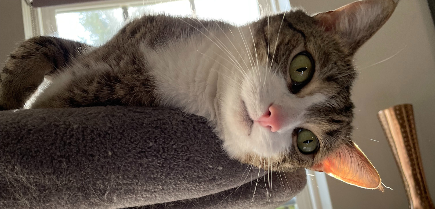 Tabby cat laying on a grey cat tree.