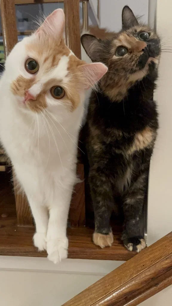 Orange and white cat standing next to an orange and brown cat.