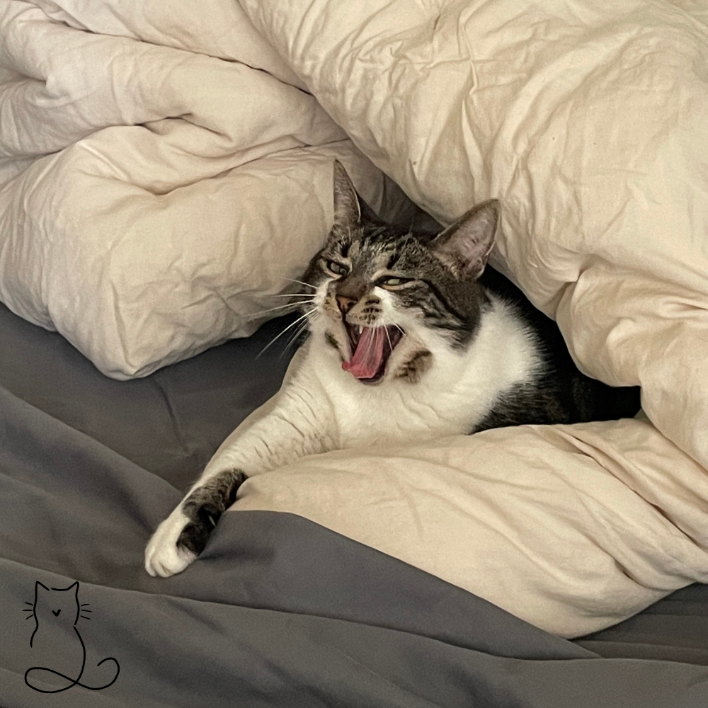 White and black cat yawning while wrapped up in a cozy blanket during a cat sitting visit with Happy Cats