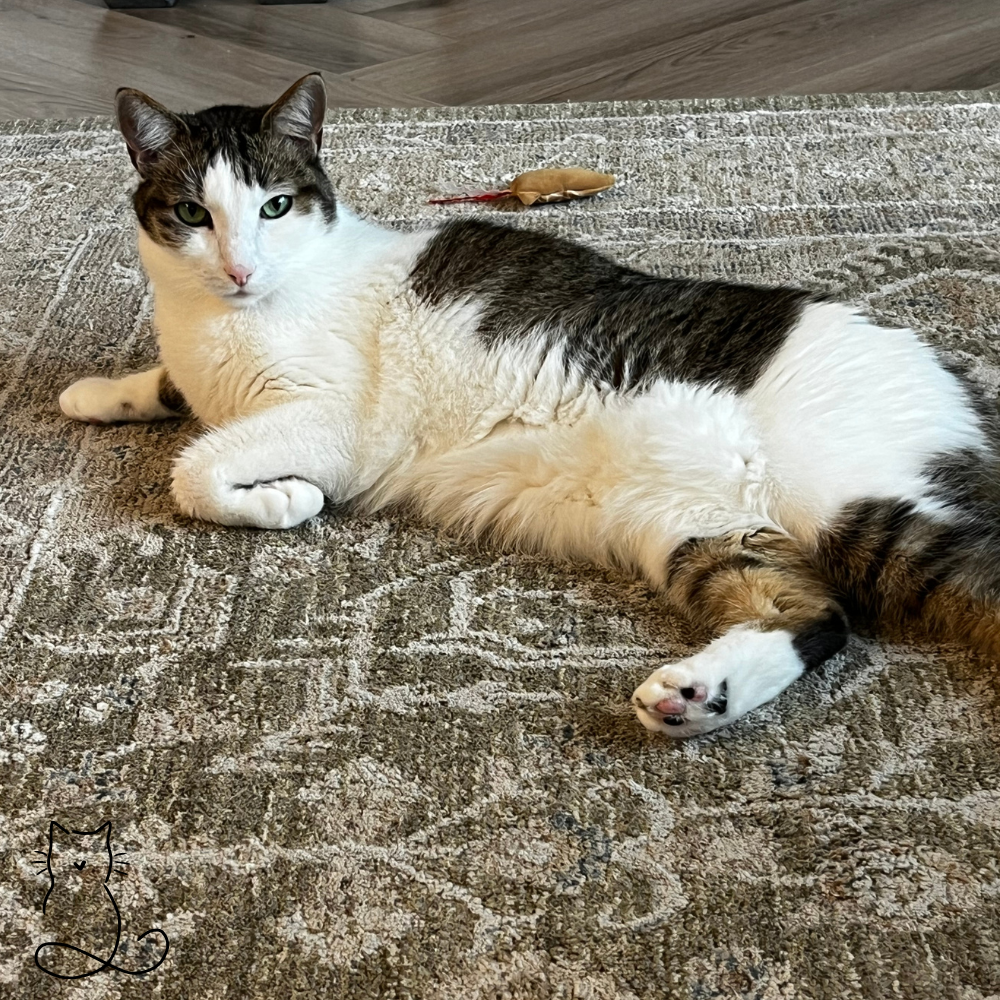 White and grey cat laying comfortably on a rug.
