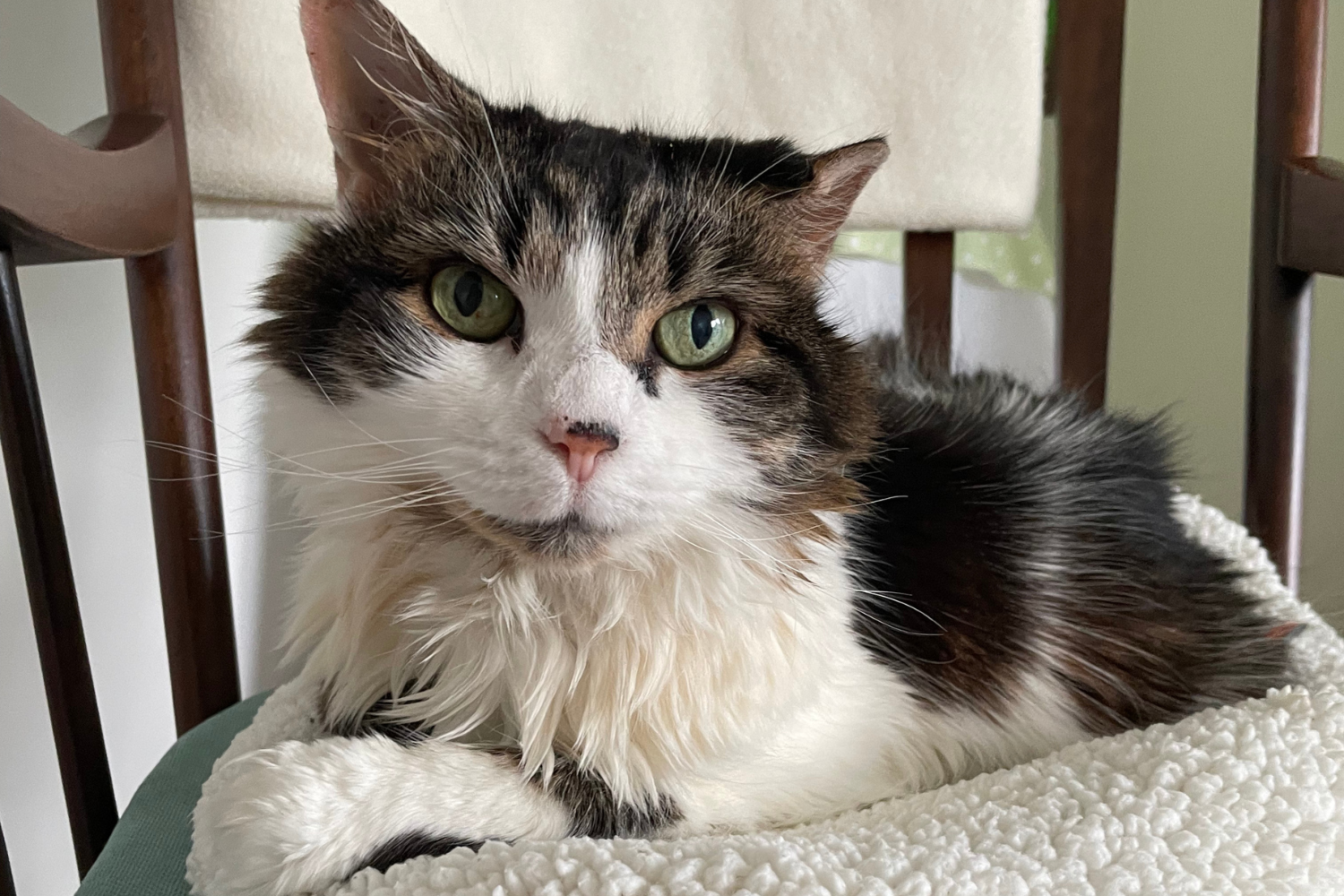White and brown cat sitting happily on a wool cat bed.