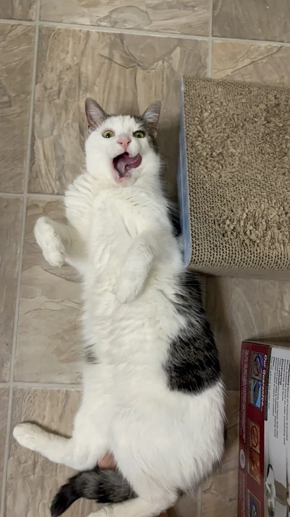 White and grey cat laying on a tile floor licking its cheek.