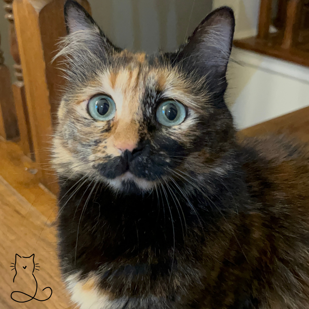 Orange and black cat looking at the camera.