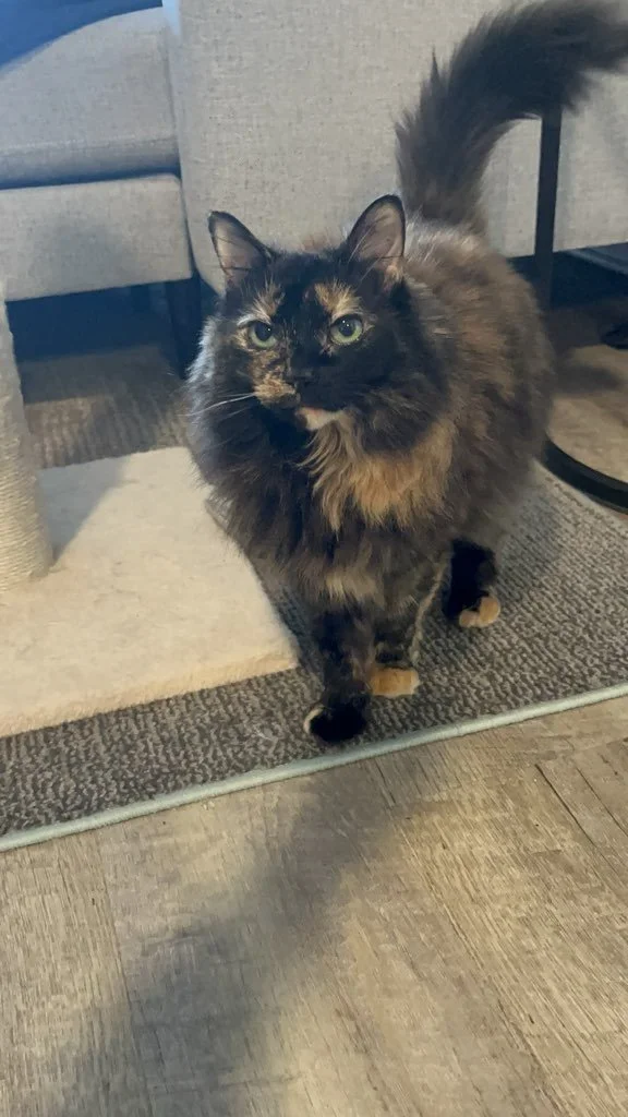 Black and orange cat standing.